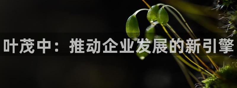 必赢亚赢网站官网下载手机版：叶